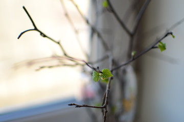 Spring, tree branch with a full-blown fresh green leaves under the bright rays of the sun, against the background of the forest