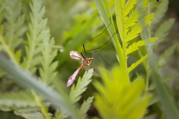 Gnat in the middle of the fern