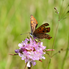 small pearl-bordered fritillary (butterfly)