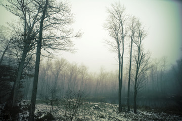 Foggy winter in the woods