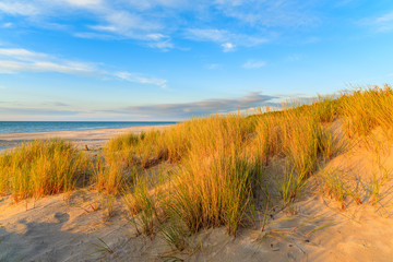 Grass on sand dune in sunset golden colors  on Leba beach, Baltic Sea, Poland