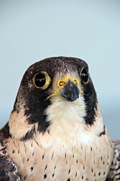 Cern&iacute;calo del Amur, halcon