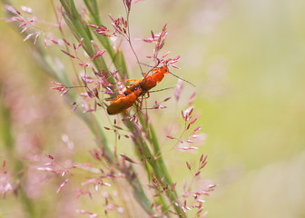 Roter Käfer im Gras