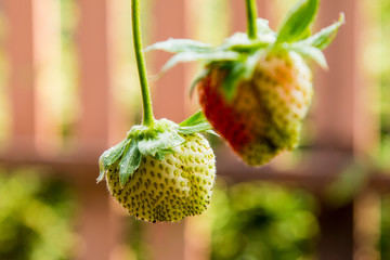 Strawberry berries fresh from the tree.