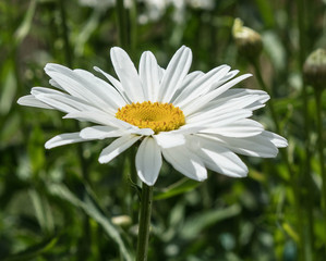 Daisy