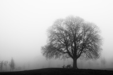 Albero solitario avvolto dalla nebbia in un parco cittadino