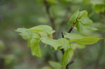 Linden twig, branch with fresh green leaf. Budding, embryonic shoot macro view. soft background. spring time in the park