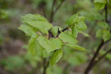 Linden twig, branch with fresh green leaf. Budding, embryonic shoot macro view. soft background. spring time in the park
