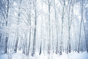 Snow-covered birch trees in winter park. Brest, Belarus