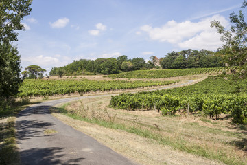 Fototapeta na wymiar Vineyards in the Tarn area of France.