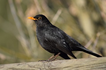 Ein Amselmännchen auf einem Holzbalken