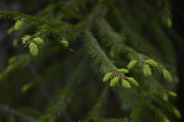 pussy willow branch in sunlight