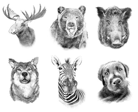 Set on animals on white  background. Illustration in draw, sketc