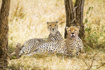 Two wild cheetah rests after meal in Serengeti