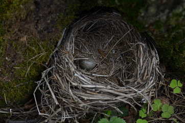 on tree. bird's nest in the forest with the egg