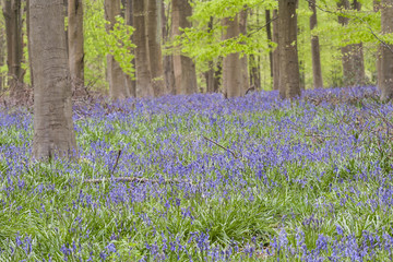 Bluebells at West Woods in Wiltshire, UK.