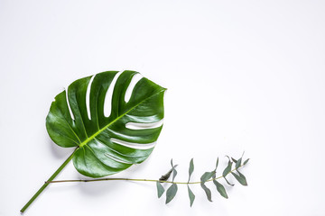 Fototapeta na wymiar Tropical palm leaf isolated