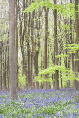 Bluebells at West Woods in Wiltshire, UK.