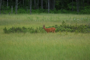 Swedish deer in the bog