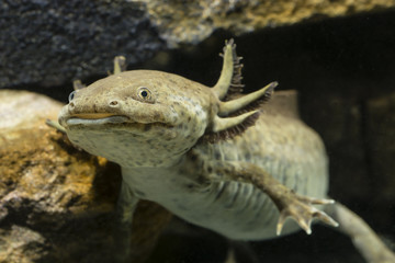 Ambystoma mexicanum, axolotl