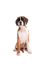 Beautiful boxer puppy