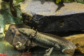 Ambystoma mexicanum, axolotl and red mosquito larvae.