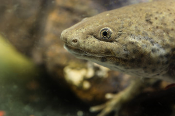 Ambystoma mexicanum, axolotl