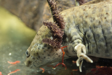 Ambystoma mexicanum, axolotl and red mosquito larvae.