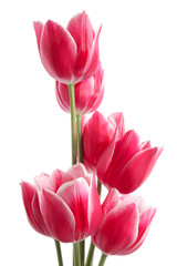 Fototapeta premium Tulips
