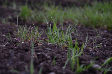 Grass. Fresh green spring grass with dew drops closeup. Sun. Soft Focus. Abstract Nature Background