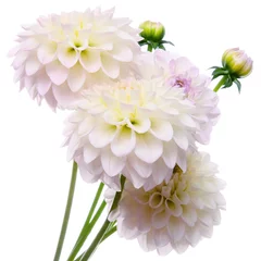 Abwaschbare Fototapete Dahlie Schöner Blumenstrauß