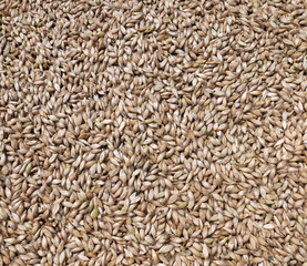 Fototapeta premium Grass seeds texture