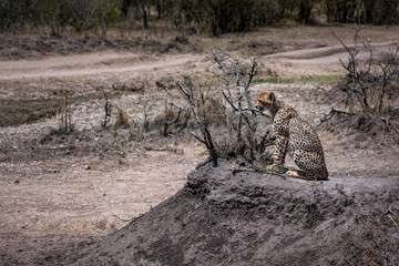 cheetah © Herbert