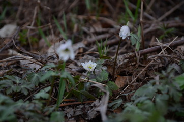 Snowdrops growing on a forest floor, warm composition.