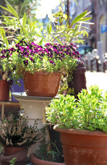 Mix of beautiful flowers on the terrace
