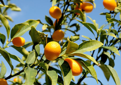 Kumquat on the branches of a tree