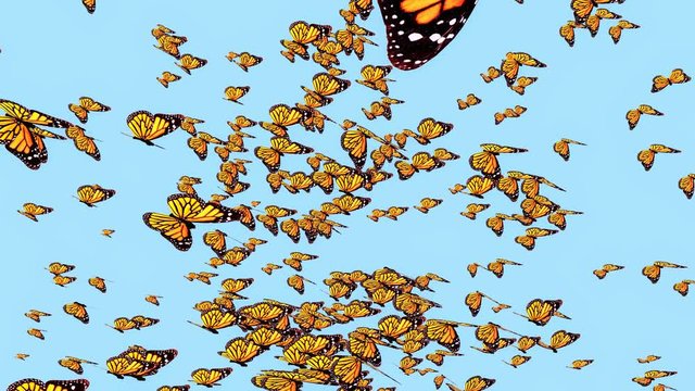 Butterflies large group of butterflies