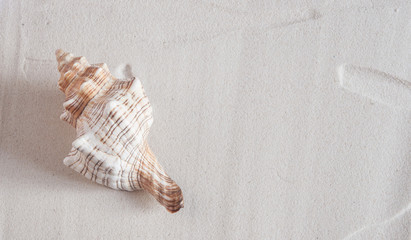Sea shells on sandy beach