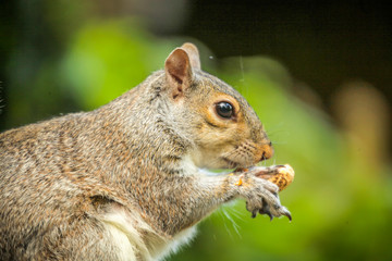 Naklejka na ściany i meble Squirrel eating nut