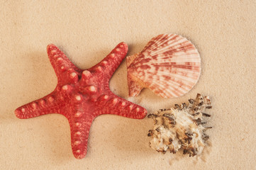 Fototapeta premium Sea shells on sandy beach