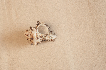 Sea shells on sandy beach