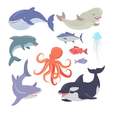 Whale, Shark, Octopus, Seals, Jellyfish, Salmon