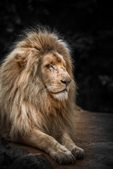 Proud lion portrait