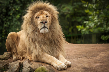 Fototapeta premium Proud lion portrait