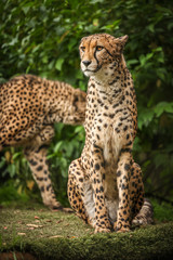 Proud Cheetah posing