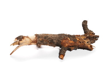 dry rotten branch with lichen isolated on white background