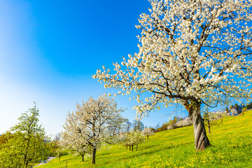Fototapeta premium view of a garden in the spring