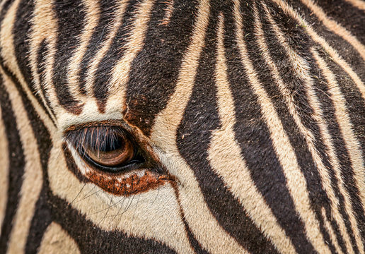 Fototapeta The eye of zebra