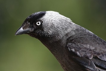 Cawing European Jackdaw (Corvus monedula)