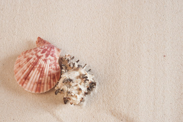 Sea shells on sandy beach